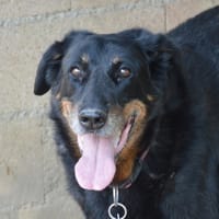 IBIZA CHAO, chienne à adopter