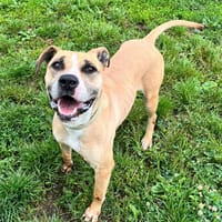 NAYA, chienne à adopter