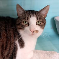 XATU, chat à adopter