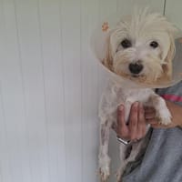 Satine, chienne à adopter