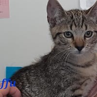Touffu, chat à adopter
