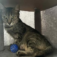 Cloporte, chatte à adopter