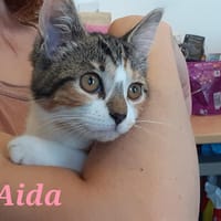 Aida, chatte à adopter