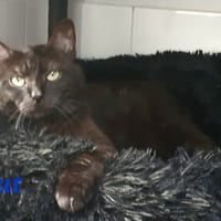 But, chat à adopter