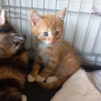 Axel, chatte à adopter