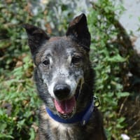 KENZO CHAO, chien à adopter