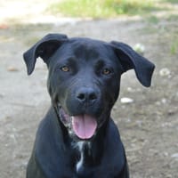 MENPHYS CHAO, chien à adopter