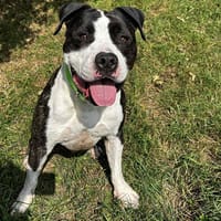Cookie, chien à adopter