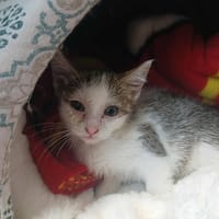 CRACOTTE, chatte à adopter