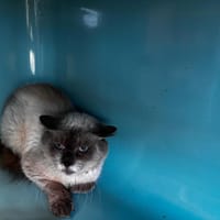 Dixie/Raptor, chat à adopter