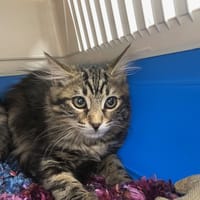 RAMSES, chat à adopter