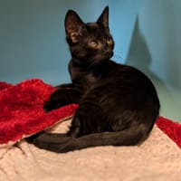 LEIA, chatte à adopter
