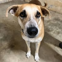 ROUKY, chien à adopter
