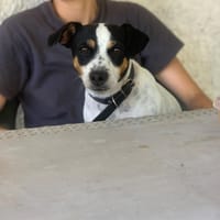 Kayla, chienne à adopter