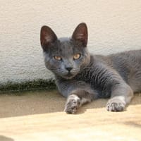 BANZAI HAB17241, chat à adopter