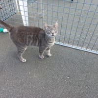 Louise, chatte à adopter