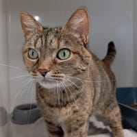 ZORUA, chatte à adopter