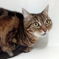 EVOLI, chatte à adopter