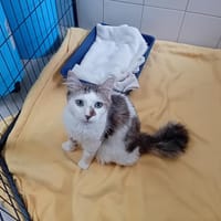 OREO, chat à adopter