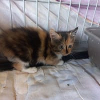 Azur, chatte à adopter
