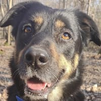 LOUVE, chienne à adopter