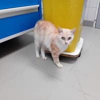 daisy, chatte à adopter