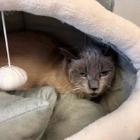 Mambo, chatte à adopter