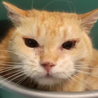 Plumette, chatte à adopter