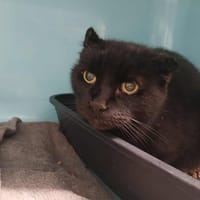 MIMINE, chat à adopter
