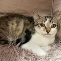 COMETE, chatte à adopter