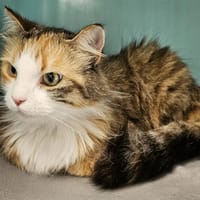 LILO C, chatte à adopter