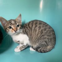 MALICE, chatte à adopter