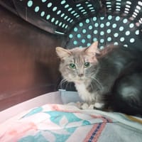 Ghost, chat à adopter