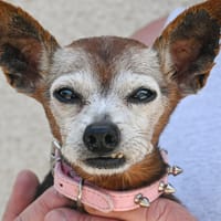 HENRY, chien à adopter