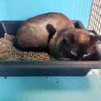 Mario, chat à adopter