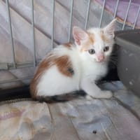 Abba, chatte à adopter