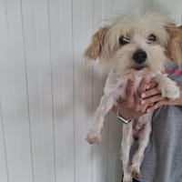 Pilgrim, chien à adopter