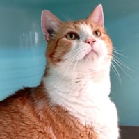 SACHA, chat à adopter