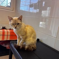Mercredi, chatte à adopter