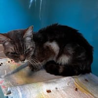 Mathurin, chatte à adopter