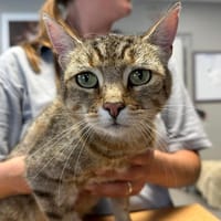 MOON, chatte à adopter