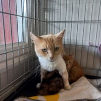 Stella, chatte à adopter