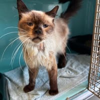 Diese/Moustache, chat à adopter