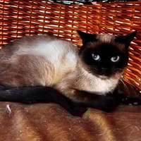 Gaspard, chat à adopter