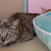 Sheba, chatte à adopter