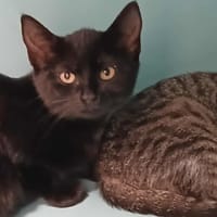 BONNIE, chatte à adopter