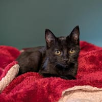 PADMÉ, chatte à adopter