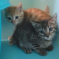 Printemps, chat à adopter