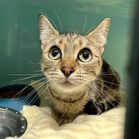 PANTOUFFLE, chatte à adopter