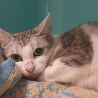ROWENTA, chatte à adopter
